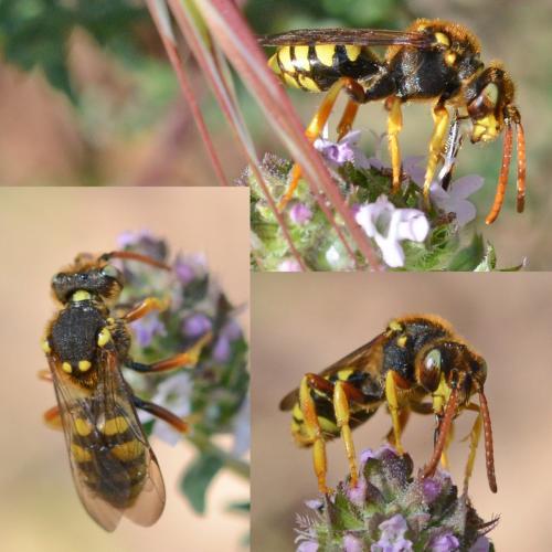 Nomada sexfasciata